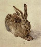 Albrecht Durer hare painting
